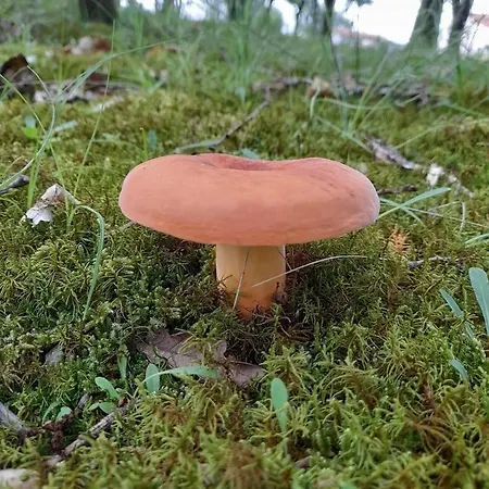 Alojamento de Turismo Rural N'kanu